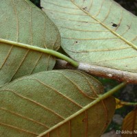 Ficus drupacea Thunb.